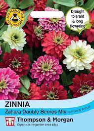 Zinnia marylandica 'Zahara Double Berries Mix' at beechmount garden centre