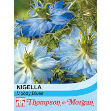 Nigella damascena 'Moody Blues' at beechmount garden centre