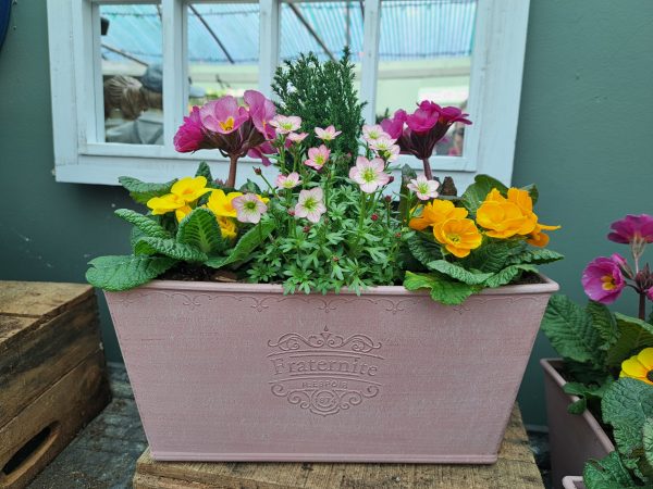 Container Planted Fraternite Pot at beechmount garden centre