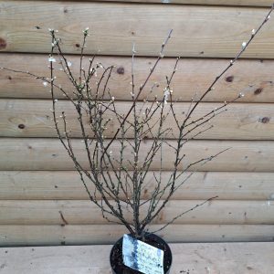 Prunus Tomentosa at beechmount garden centre