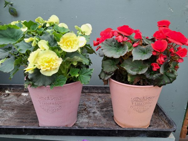 begonia planted container for graves at beechmount garden centre