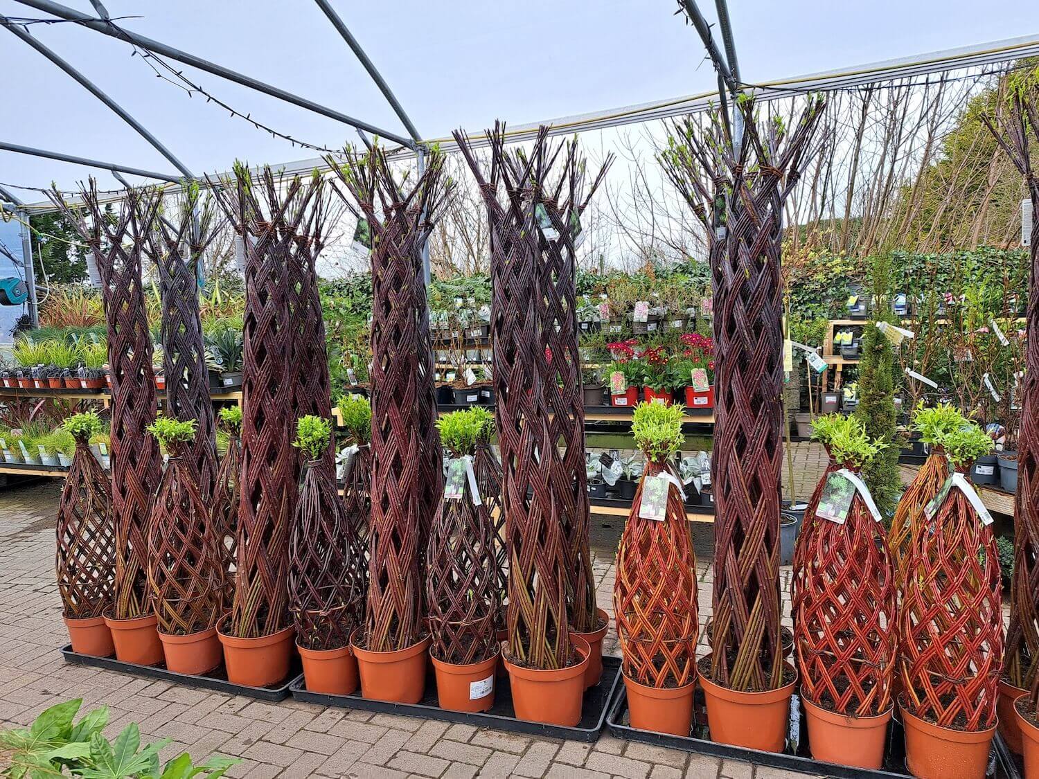 Willow Americana specimen trees. These trees are stunning and will add a fabulous feature to your patio and garden