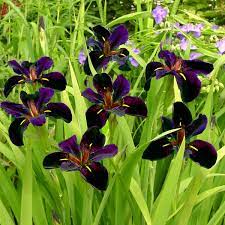 Iris (L) 'Black Gamecock' at beechmount garden centre