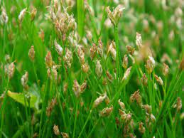 Eleocharis acicularis - Dwarf Hair Grass at beechmount garden centre