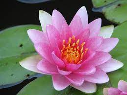 Nympaea Pink (Water Lily) at beechmount garden centre