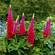 Lupin The Pages at beechmount garden centre