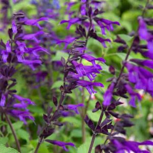 salvia amistad