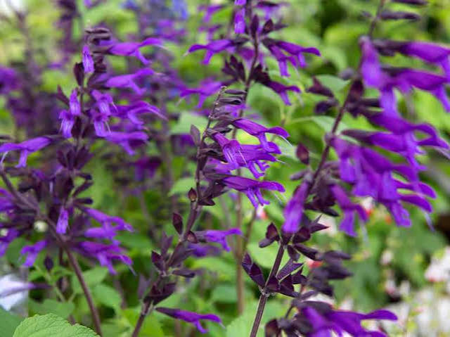 salvia amistad