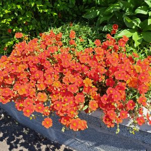 Helianthemum Ben Mohr at beechmount garden centre