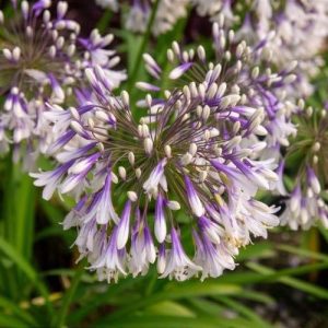 AGAPANTHUS Fireworks at beechmount garden centre