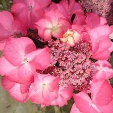 Hydrangea macrophylla Tiffany Pink at beechmount garden centre
