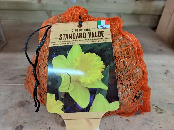 Standard Value Daffodils 2kg Net at beechmount garden centre