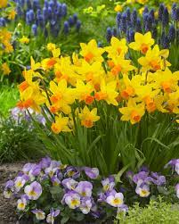 Daffodil Jetfire at beechmount garden centre