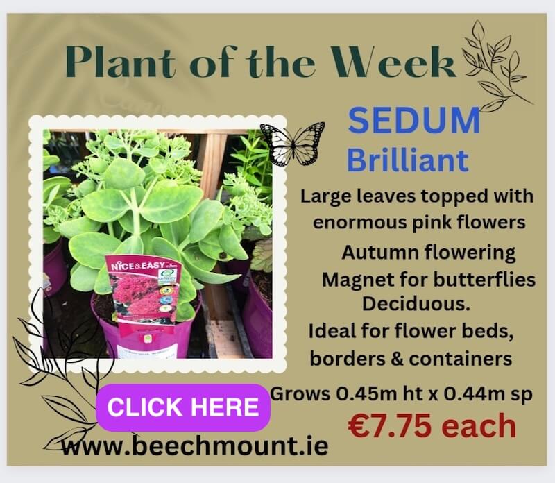 plant of the week