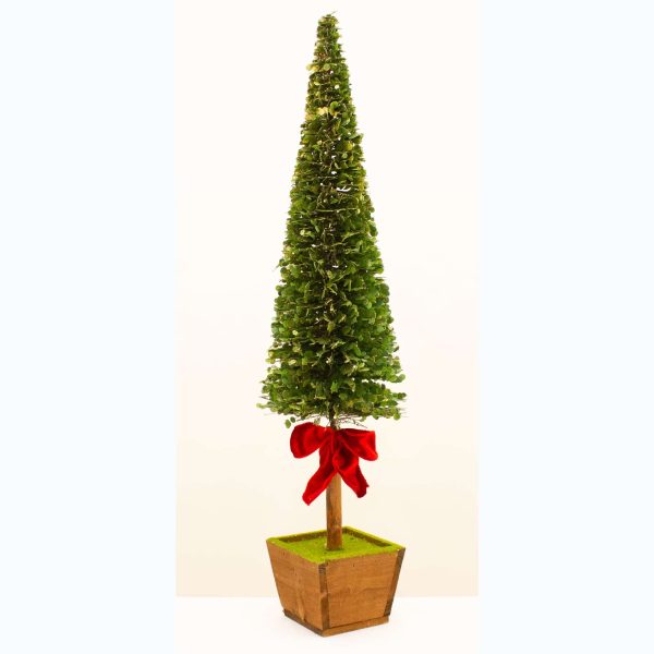 Potted Boxwood L Tree W Red Bow 75cm 23277 at beechmount garden centre