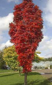 Sorbus Autumn Spire at beechmount garden centre