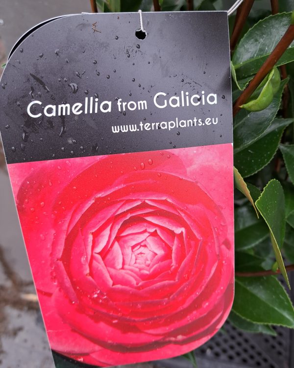Camellia Galicia 100cm at beechmount garden centre