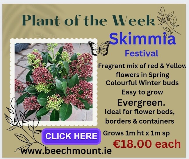 Plant of the week Beechmount
