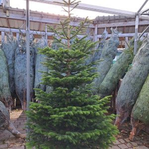 Non Shed Real Christmas Tree 6ft-7ft at beechmount garden centre