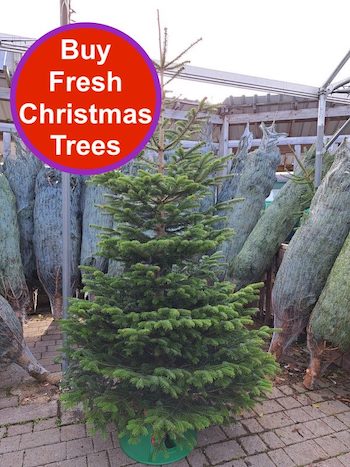 Fresh Christmas for sale from Beechmount