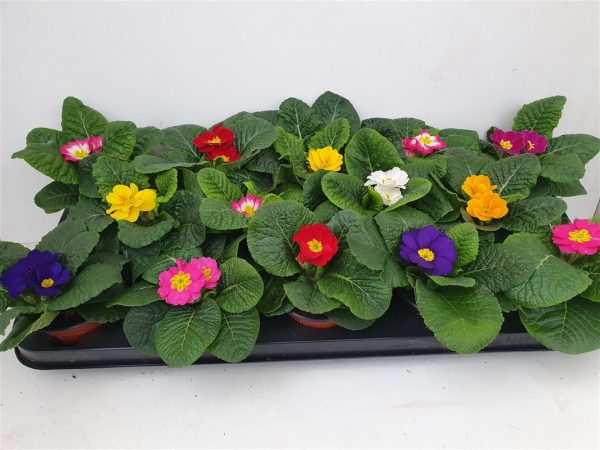 Primrose Bedding Plant P9 Pot at beechmount garden centre