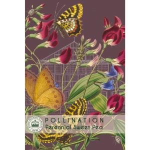 Perennial Sweet Pea - Kew Pollination Collection at beechmount garden centre