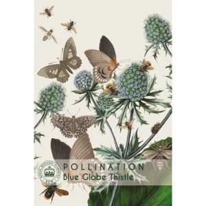 Blue Globe Thistle - Kew Pollination Collection at beechmount garden centre