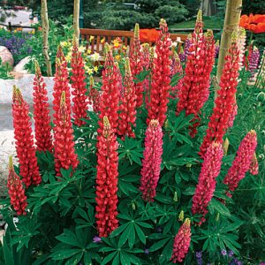 Red lupin russell hybrid at beechmount garden centre