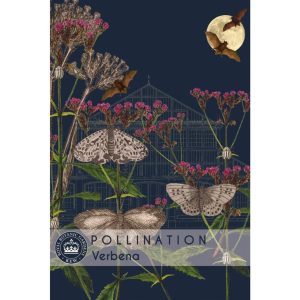 Verbena - Kew Pollination Collection at beechmount garden centre