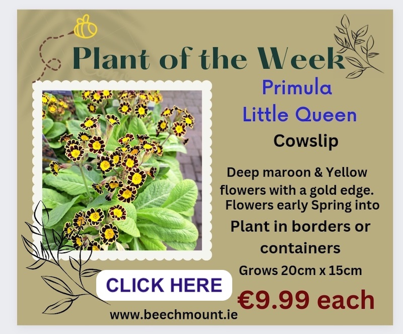 PLANT OF THE WEEK