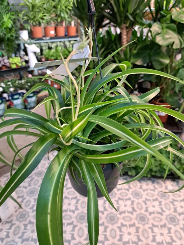 Chlorophytum - Hanging Spider Plant at beechmount garden centre