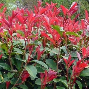 Photinia × fraseri 'Carré Rouge' at beechmount agrden centre