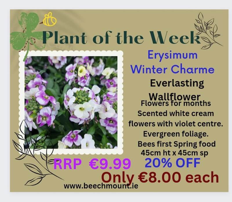 plant of the week