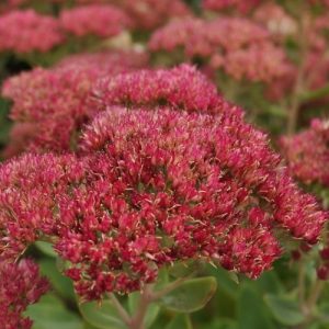 Sedum Autumn Joy