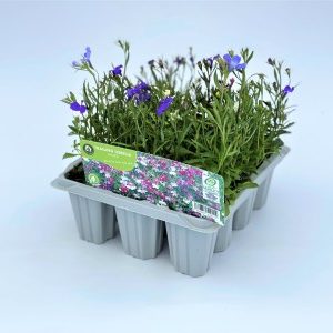 Lobelia Mixed Trailing at beechmount garden centre