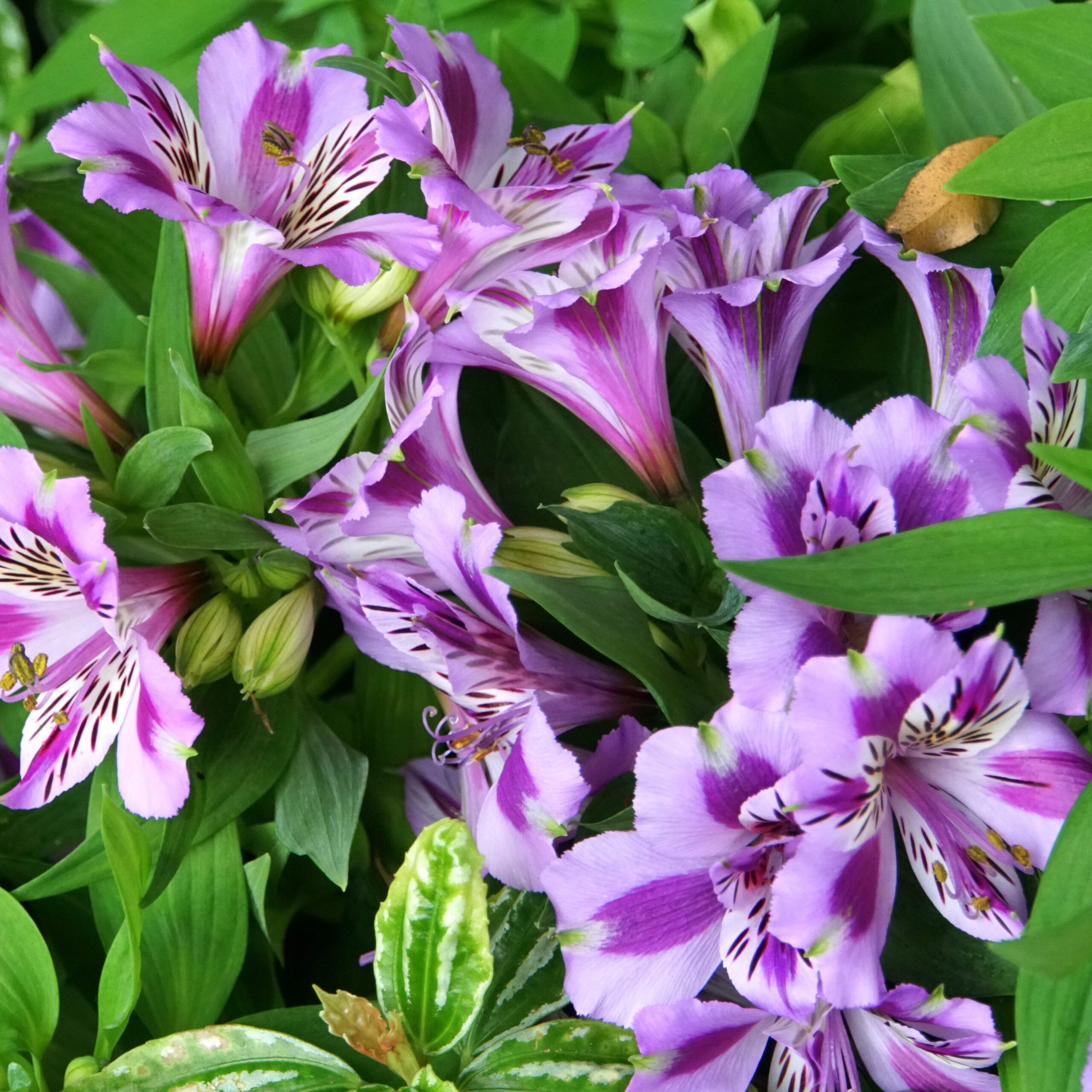 Alstroemeria Colorita® 'Mulan'