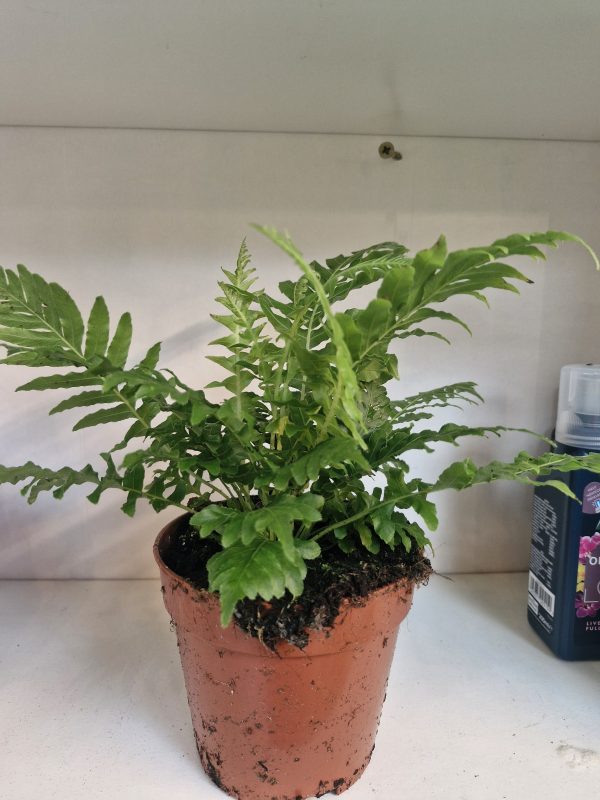 Blechnum gibbum Silver Lady