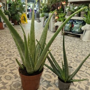 Aloe Vera - Large
