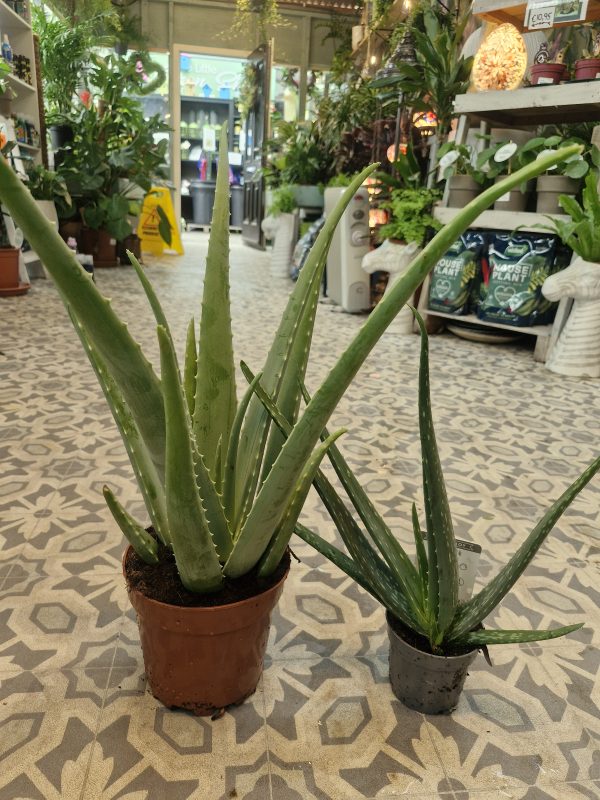 Aloe Vera - Large