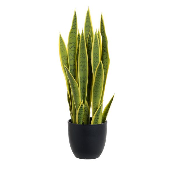 26" Sansevieria Plant