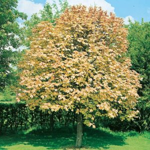 Acer Pseud. Brilluiantissimum