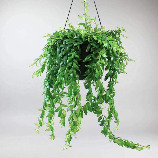 Aeschyanthus-japhrolepis-hanging-17cm