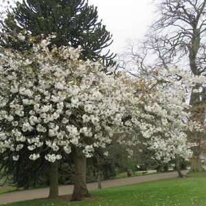 Prunus Serr. Taihaku