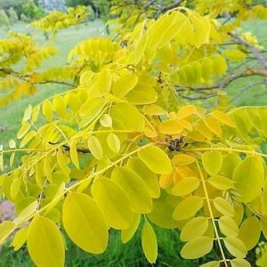 Robinia p. Frisia