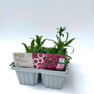 Dianthus 6pk Bedding