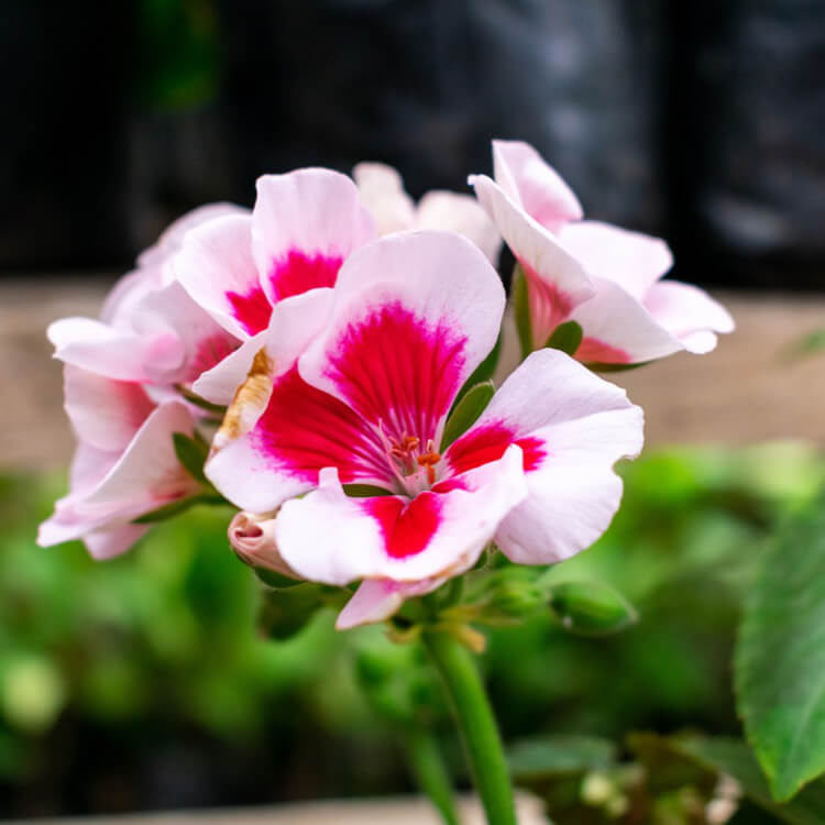 bedding plants for sale