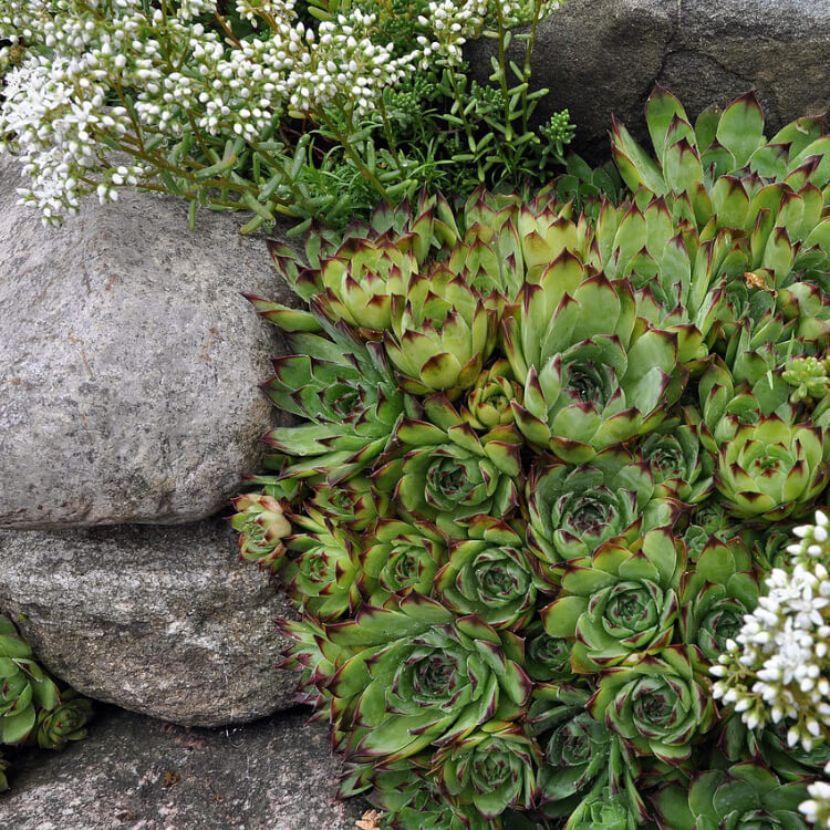 rockery plants for sale