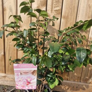 Camellia Winter Perfume Pink