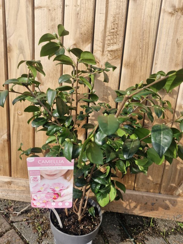 Camellia Winter Perfume Pink