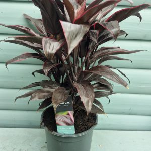 Cordyline MAMBO